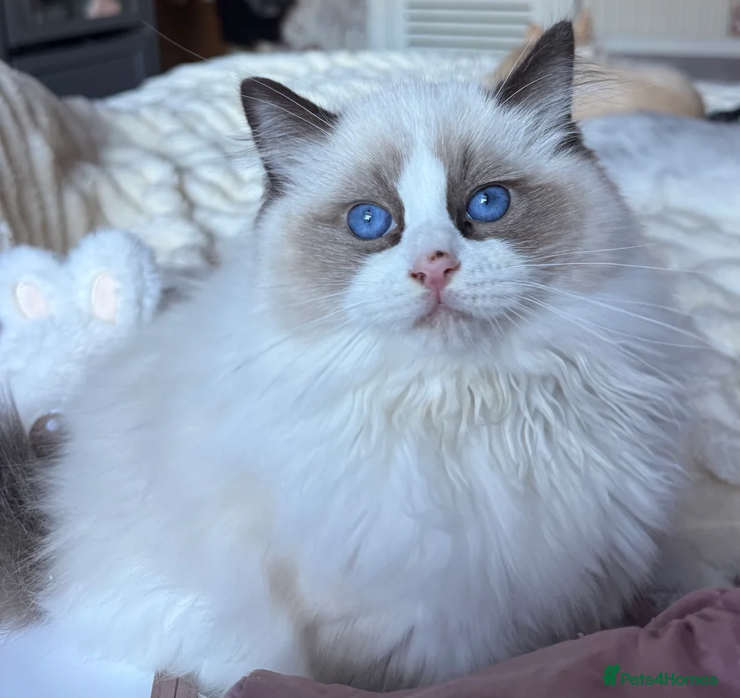 Ragdoll cats for sale: Ready Now  GCCF/TICA Purebred Reg Ragdoll Kittens - Advert 1