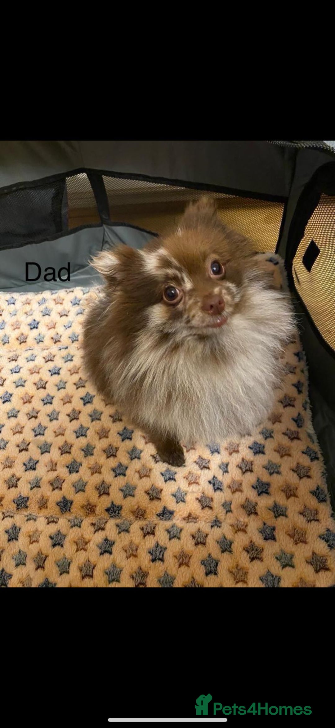 Pomeranian dogs for sale: Puppies Ready for new homes  - Advert 31