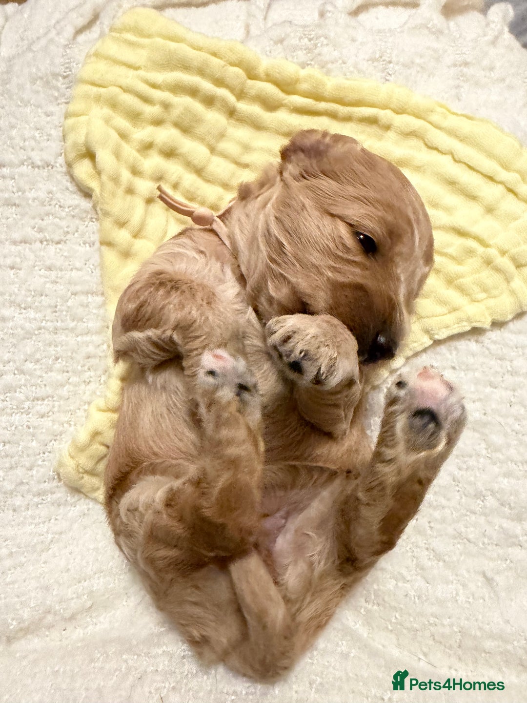 Labradoodle dogs for sale: Labradoodle  - Advert 6