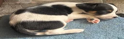 Jack Russell dogs for sale: READY NOW  JR pups  - Advert 9