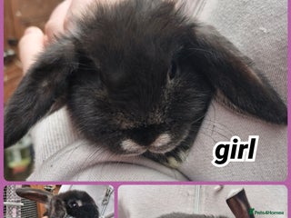 Mini Lop rabbits ** mini lops available now** - Advert 1