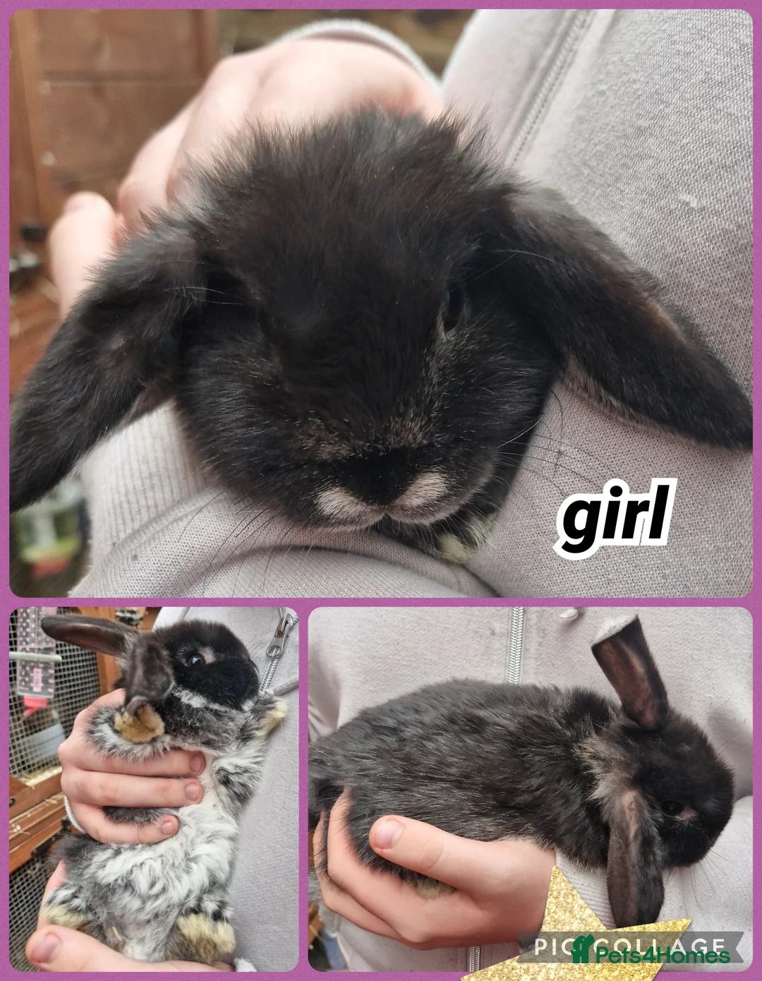 Mini Lop rabbits for sale: ** mini lops available now** - Advert 1