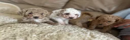 Maltipoo dogs for sale: Quality Maltipoo puppy’s  - Advert 7