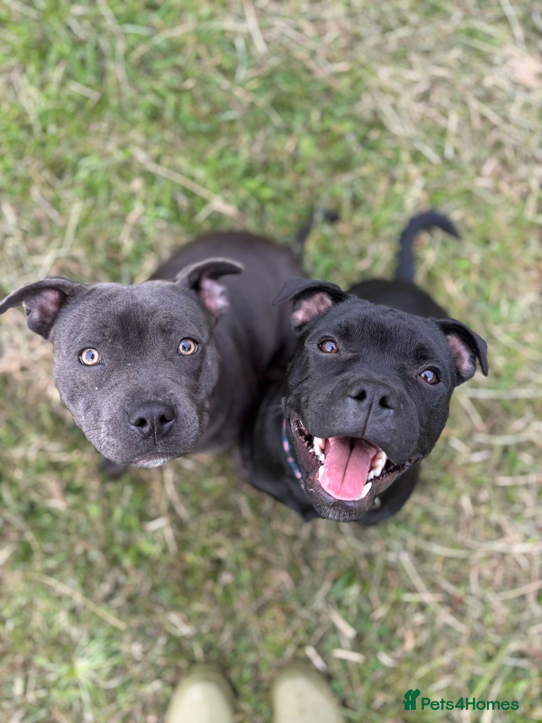 Staffordshire Bull Terrier dogs for sale: Absolutely stunning black boy - Advert 6