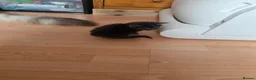 Maine Coon cats for sale: TICA REGISTERED STUNNING KITTENS  - Advert 7