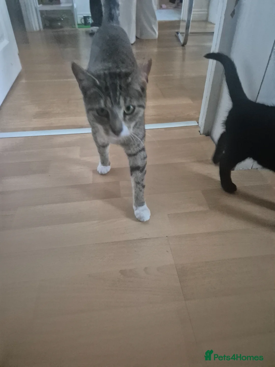 Mixed Breed cats for sale: Sweet little boy needing a new home - Advert 2