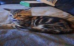 Bengal cats for sale: Bengal x domestic short hair female - Image 4