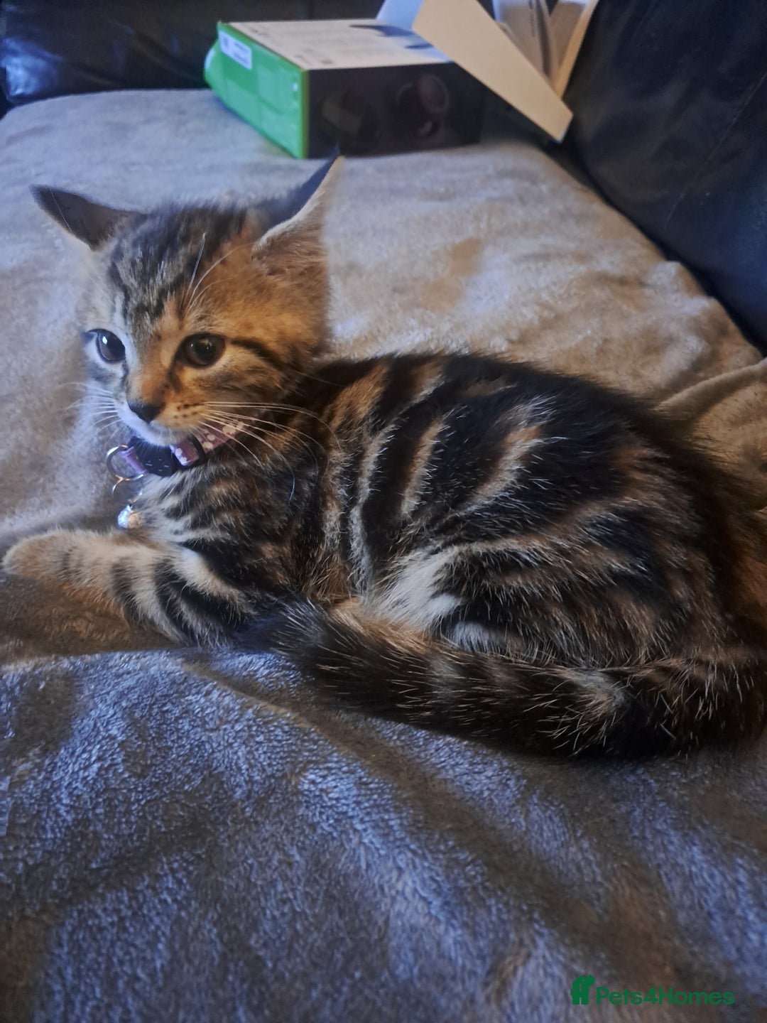 Bengal cats for sale: Bengal x domestic short hair female - Image 4