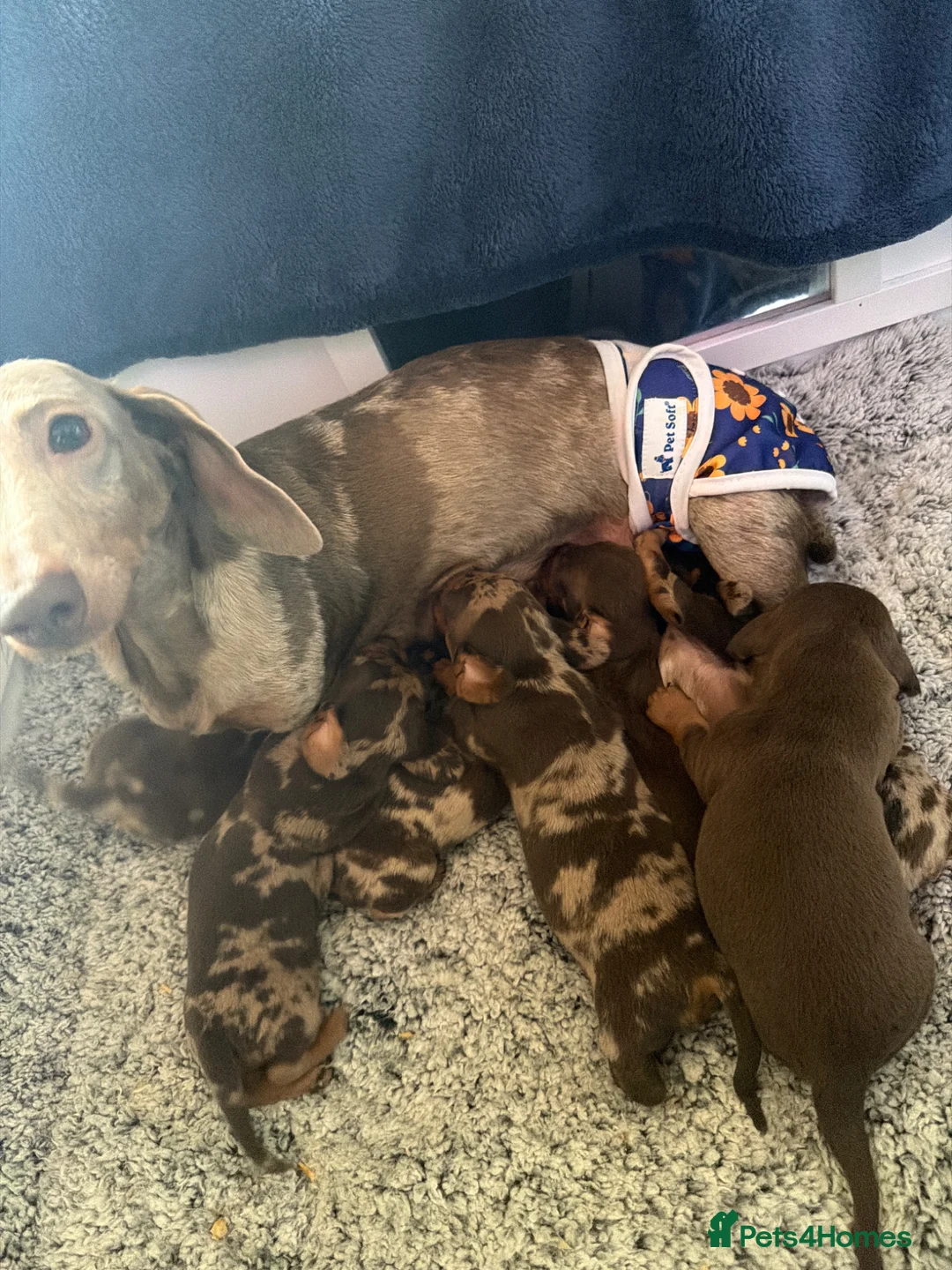 Dachshund dogs for sale: Beautiful dachshund puppies  - Advert 1