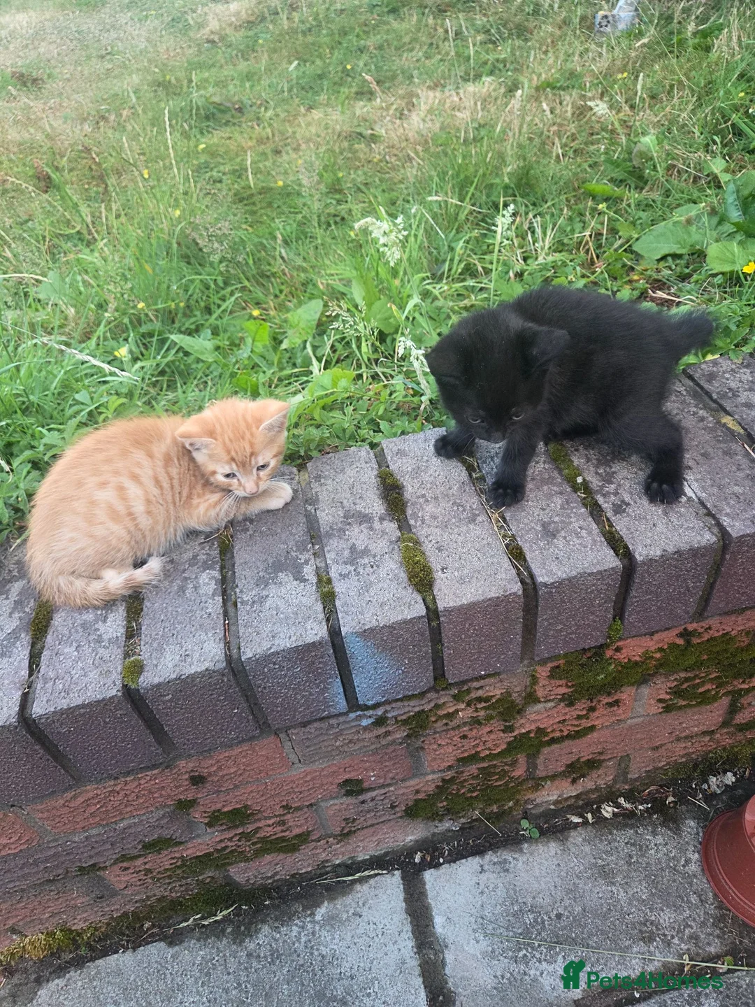 Mixed Breed cats for sale: Pair of kittens - Advert 4