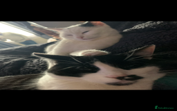 Domestic Shorthair cats for sale: TWO CATS NEED REHOMING TOGETHER  - Image 6