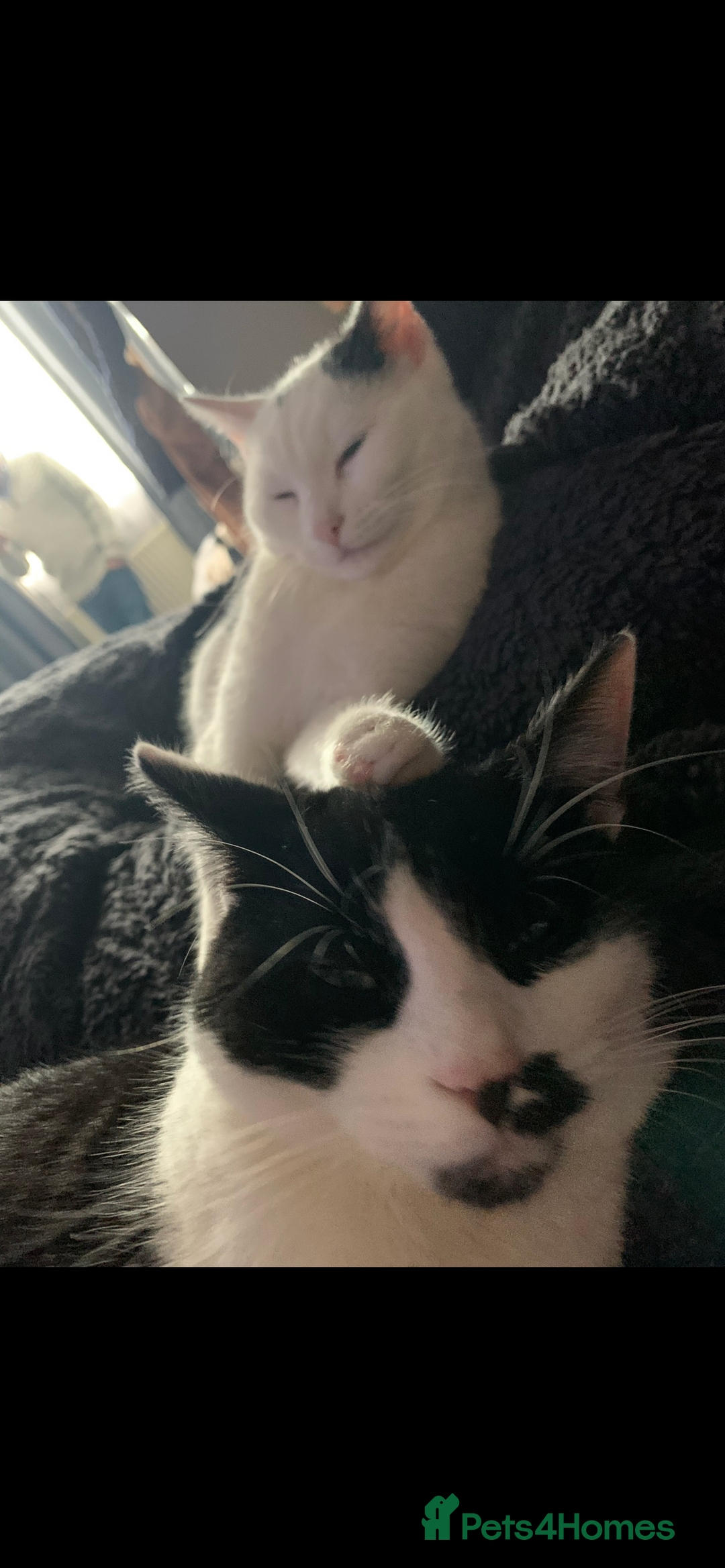 Domestic Shorthair cats for sale: TWO CATS NEED REHOMING TOGETHER  - Image 6