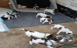 Mixed Breed dogs for sale: Springer x jack russell - Image 4