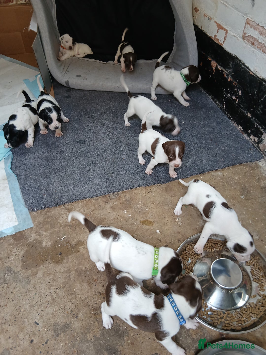 Mixed Breed dogs for sale: Springer x jack russell - Image 4