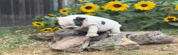 English Bulldog dogs for sale: Rare mini english bulldogs  - Advert 4