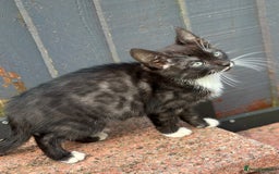 Bengal cats for sale: Gorgeous Bengal X Kittens!! Price Reduced!! - Image 9