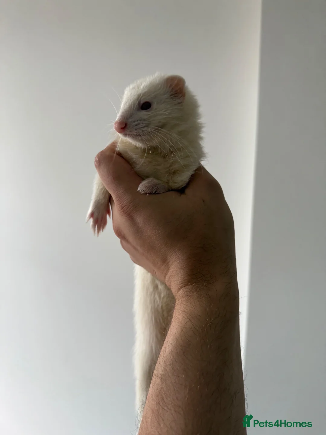 Ferret rodents for sale: 2 ferrets and 1 cage in Bedford - Advert 2