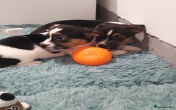 Jack Russell dogs for sale: Stunning jack Russell puppies  - Image 9