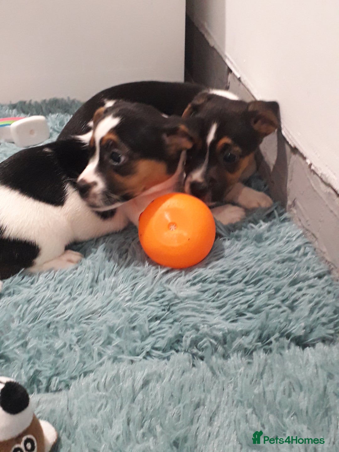 Jack Russell dogs for sale: Stunning jack Russell puppies  - Image 9