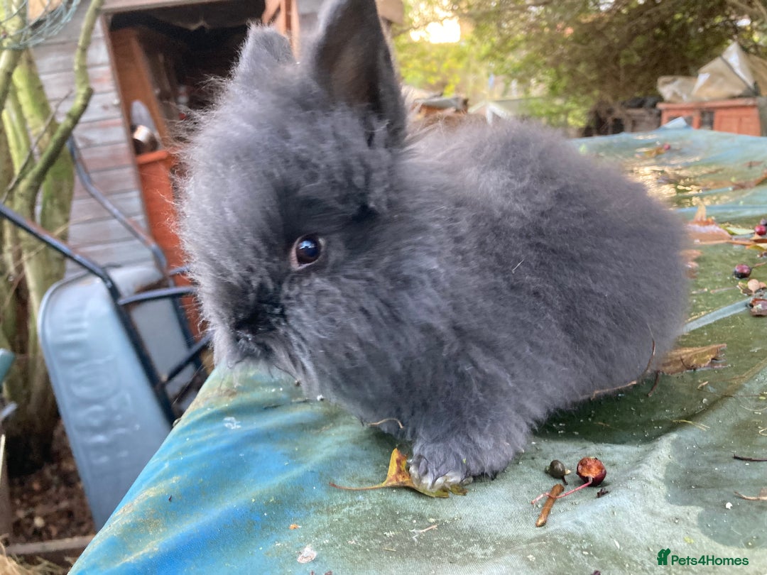 Lionhead rabbits for sale: Last 2 lionhead baby boys - Advert 15