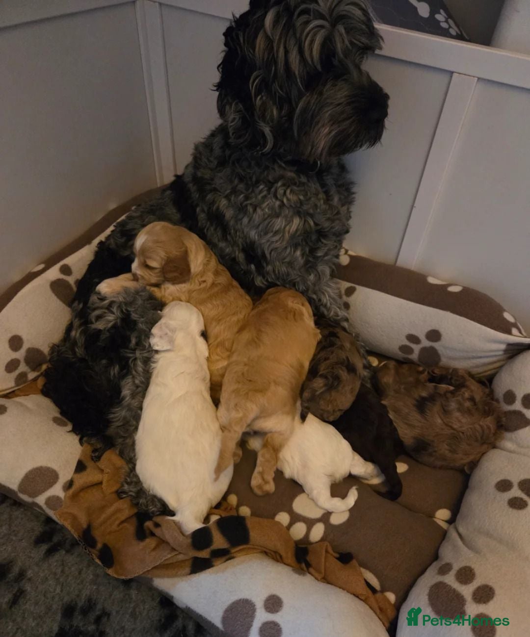 Cockapoo dogs Adorable Cockapoo Puppies Looking for Loving Homes - Advert 3
