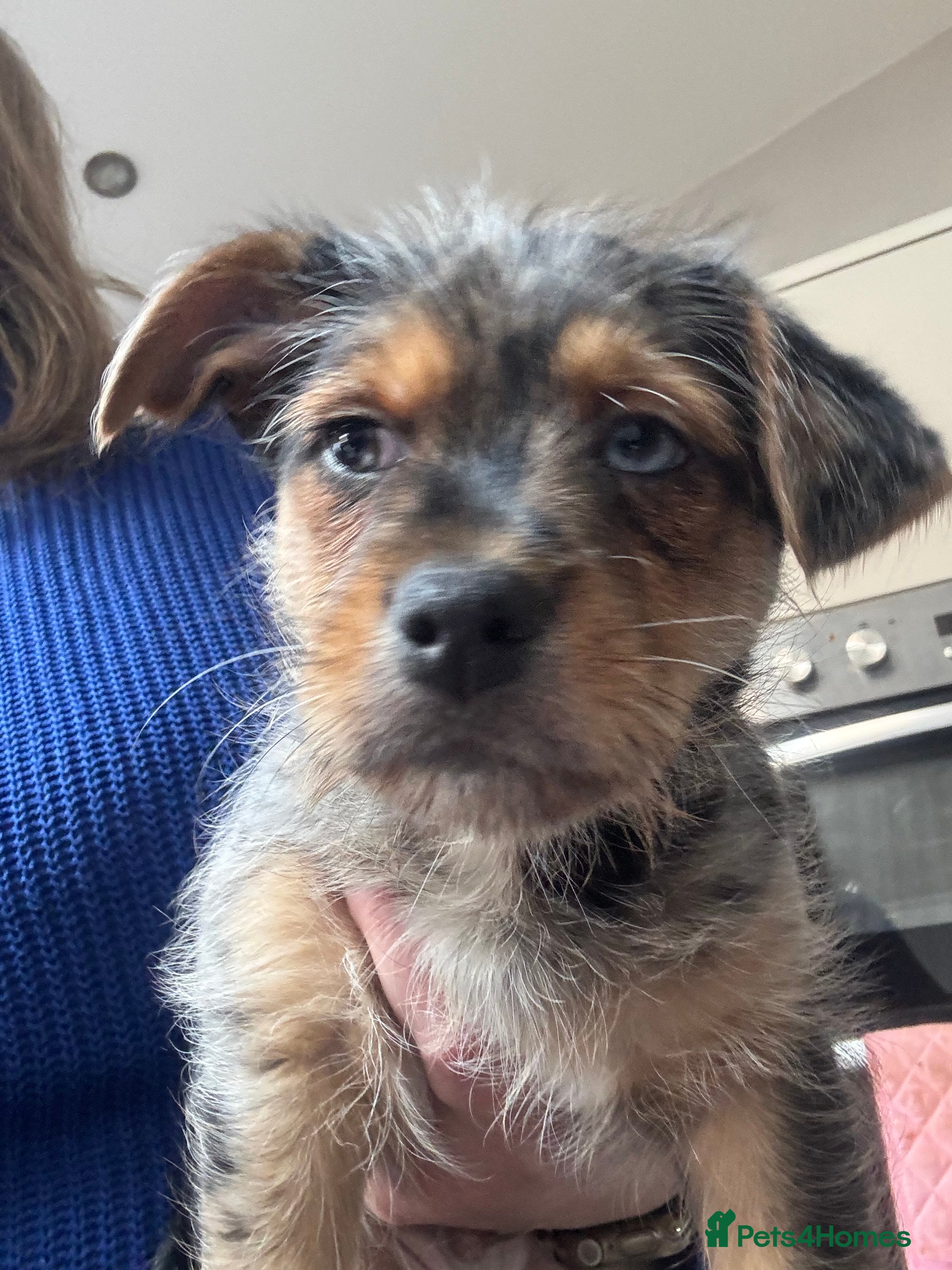 Chorkie dogs Chorkie Male puppy 1 left available immediately - Advert 2