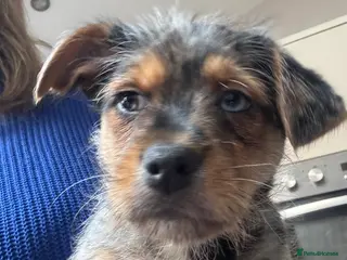 Chorkie dogs Chorkie Male puppy 1 left available immediately - Advert 2