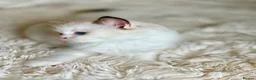 Ragdoll cats for sale: Pedigree show quality kitten Ragdolls 💝 - Advert 21