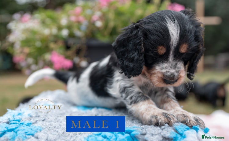 Cocker Spaniel dogs - Advert 15