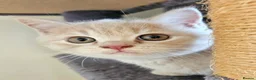 British Shorthair cats for sale: Champion lines British Shorthair kittens  - Advert 15