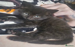 Mixed Breed cats for sale: Last Female Kitten From the Litter - Advert 4