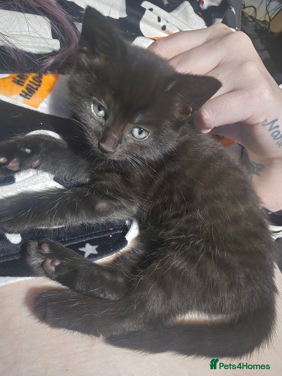 Mixed Breed cats for sale: Last Female Kitten From the Litter - Advert 4