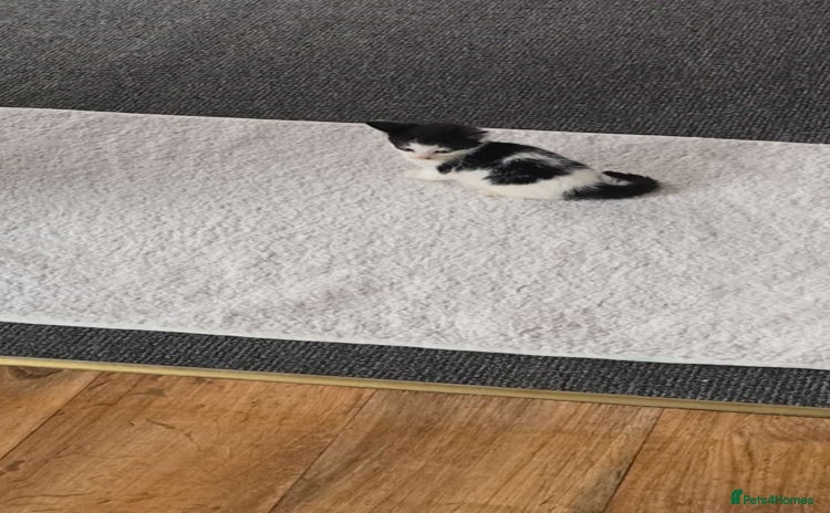 British Longhair cats - Advert 1