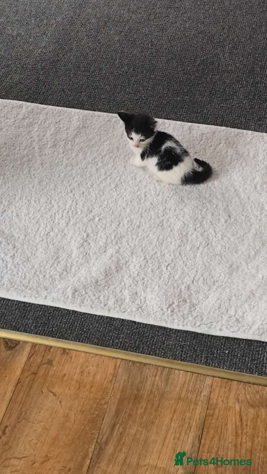 British Longhair cats for sale: Beautiful flabby boy - Please read  - Image 1