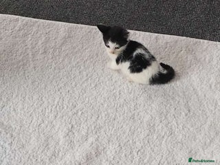 British Longhair cats - Advert 22