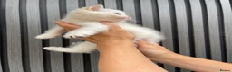 Scottish Fold cats for sale: SCOTTISH FOLD GOLDEN CHINCHILLA NY11-NY12 KITTENS. in Basildon - Advert 20