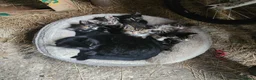 Mixed Breed cats for sale: Stunning Tabby/Tortoise Shell Kittens  - Advert 2