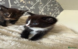 Domestic Shorthair cats for sale: 2 fluffy boys left - Image 6