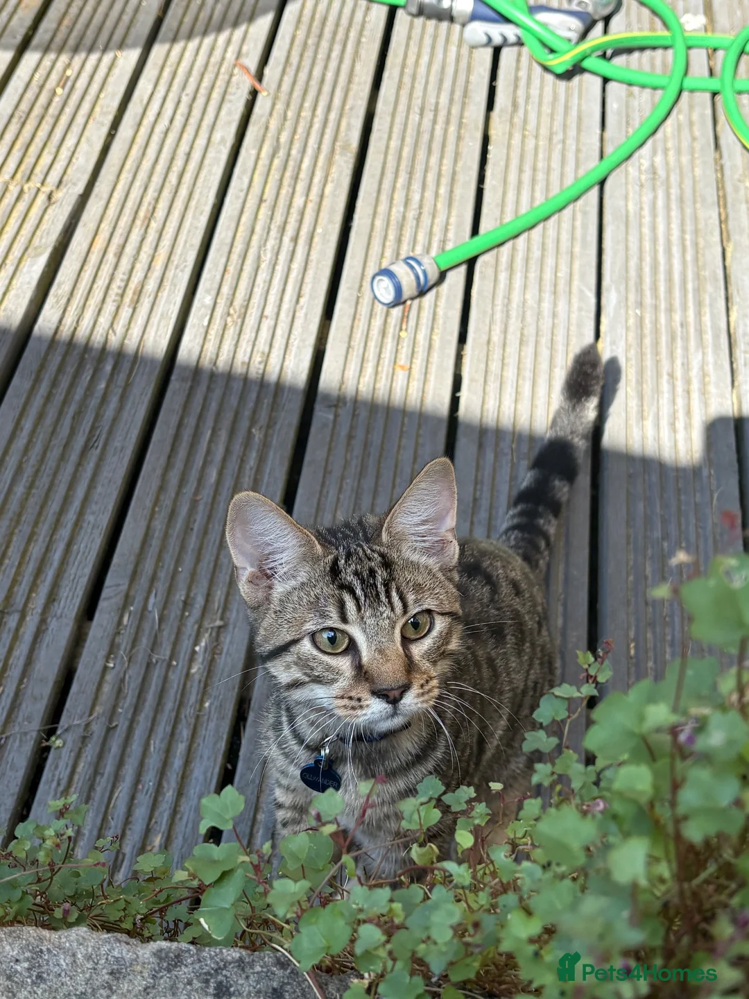 Mixed Breed cats for sale: 7 month old kitten looking for forever home in Bury - Advert 2