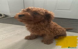 Cavapoo dogs for sale: Health Tested - Toy Cavapoo’s F1b  - Image 7