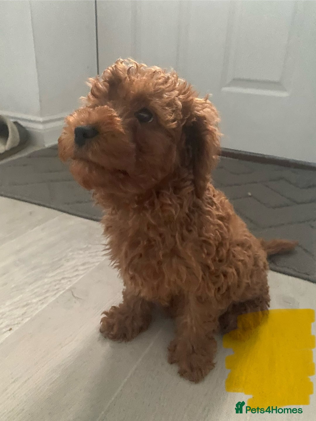 Cavapoo dogs for sale: Health Tested - Toy Cavapoo’s F1b  - Image 7