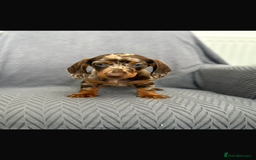 Dachshund dogs for sale: Miniature Dachshund Puppies  - Image 8