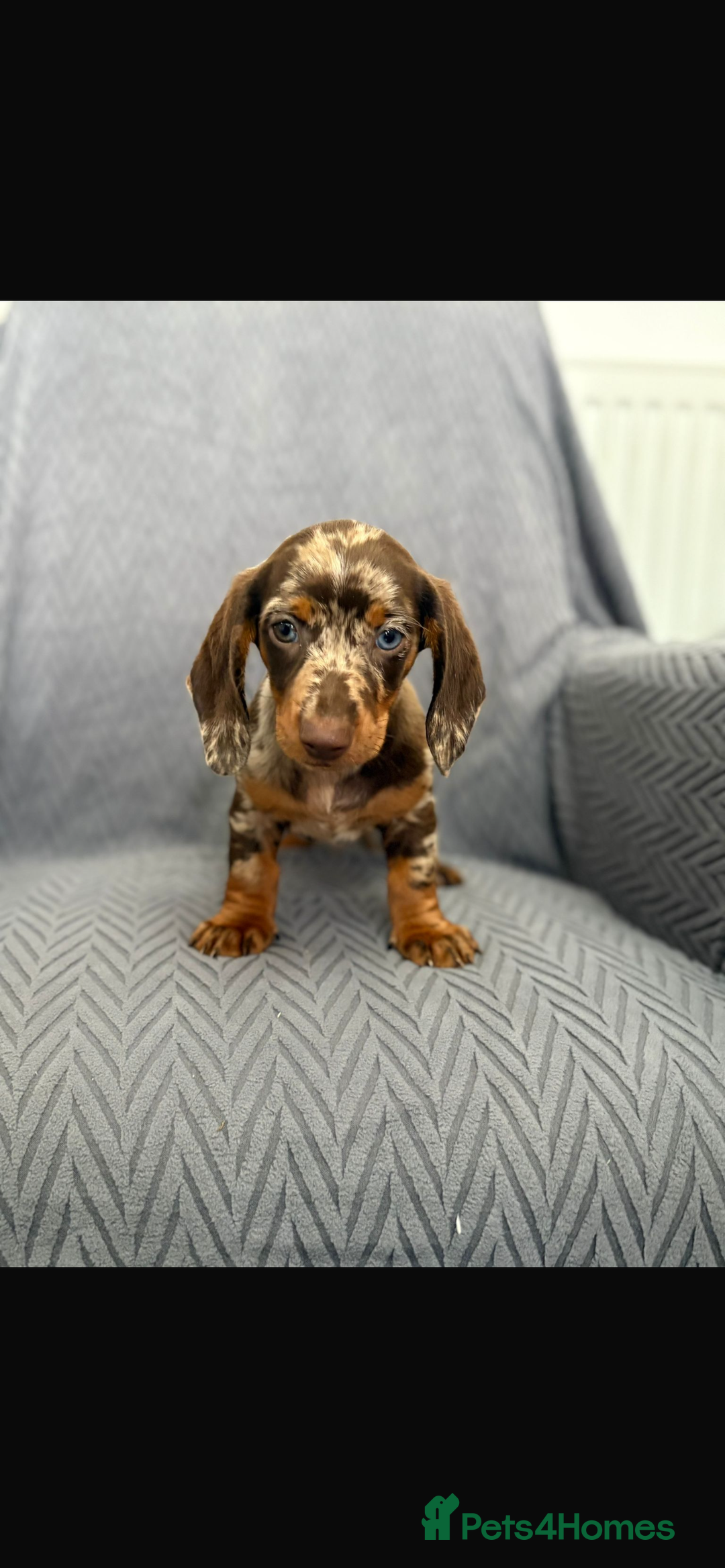 Dachshund dogs for sale: Miniature Dachshund Puppies  - Image 8