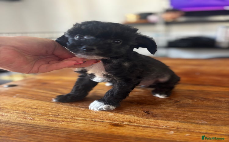 Chinese Crested dogs - Advert 2
