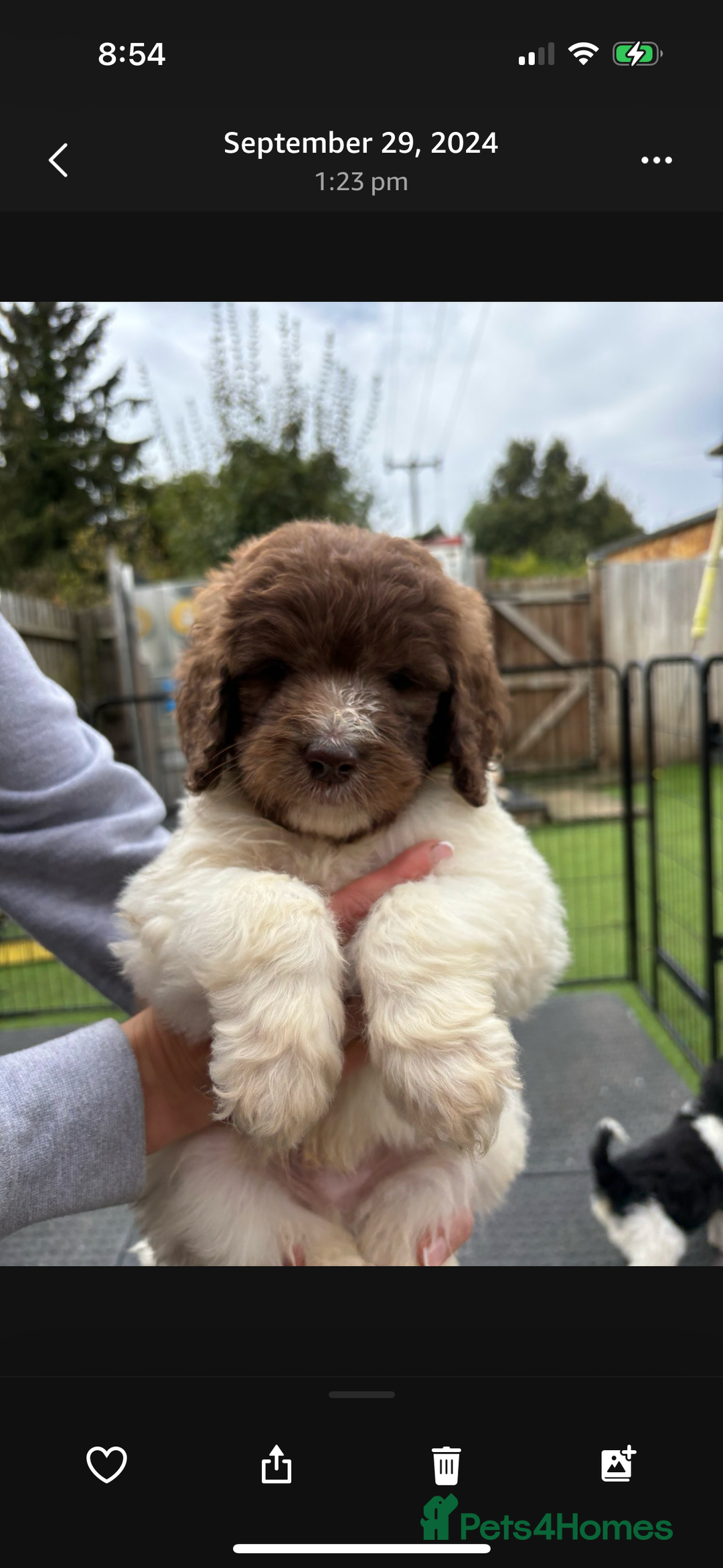Bernedoodle dogs for sale: F1b St Berdoodle pups expected 15/9 - Image 13