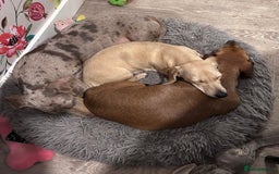 Miniature Dachshund dogs for sale: 1 year old cream Kaninchen dachshund - Image 6