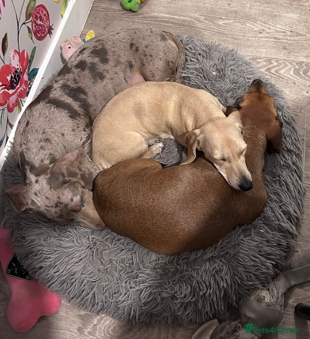 Miniature Dachshund dogs for sale: 1 year old cream Kaninchen dachshund - Image 6