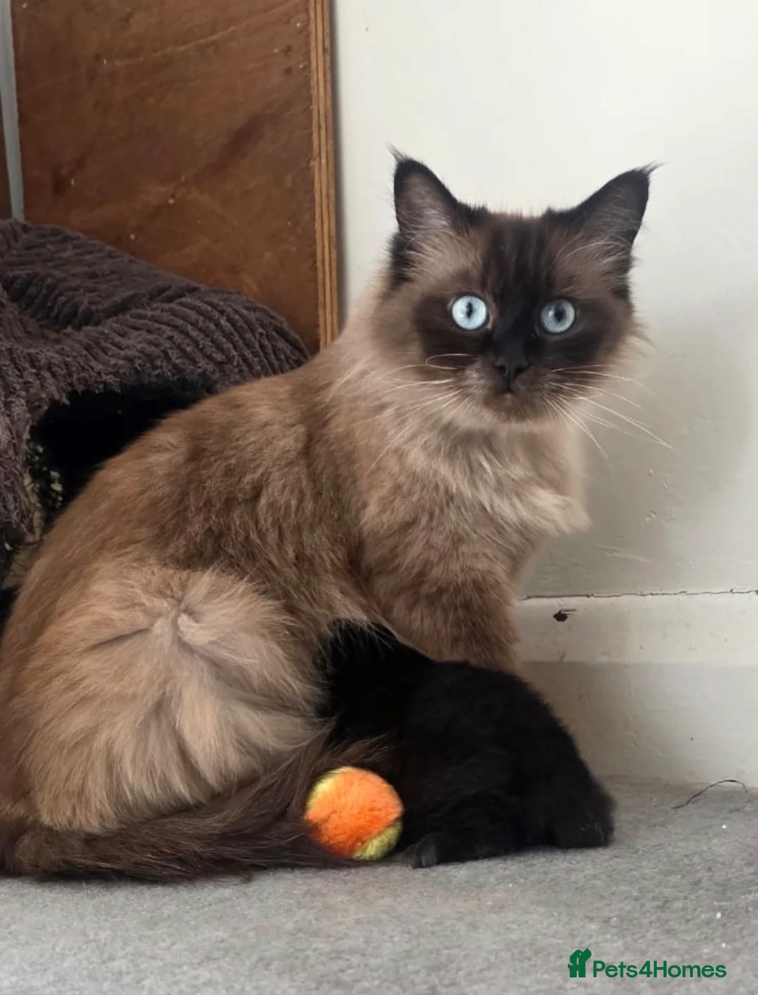 Ragdoll cats for sale: Adorable Ragdoll cross kittens  - Advert 1