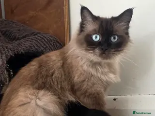 Ragdoll cats Adorable Ragdoll cross kittens - Advert 1