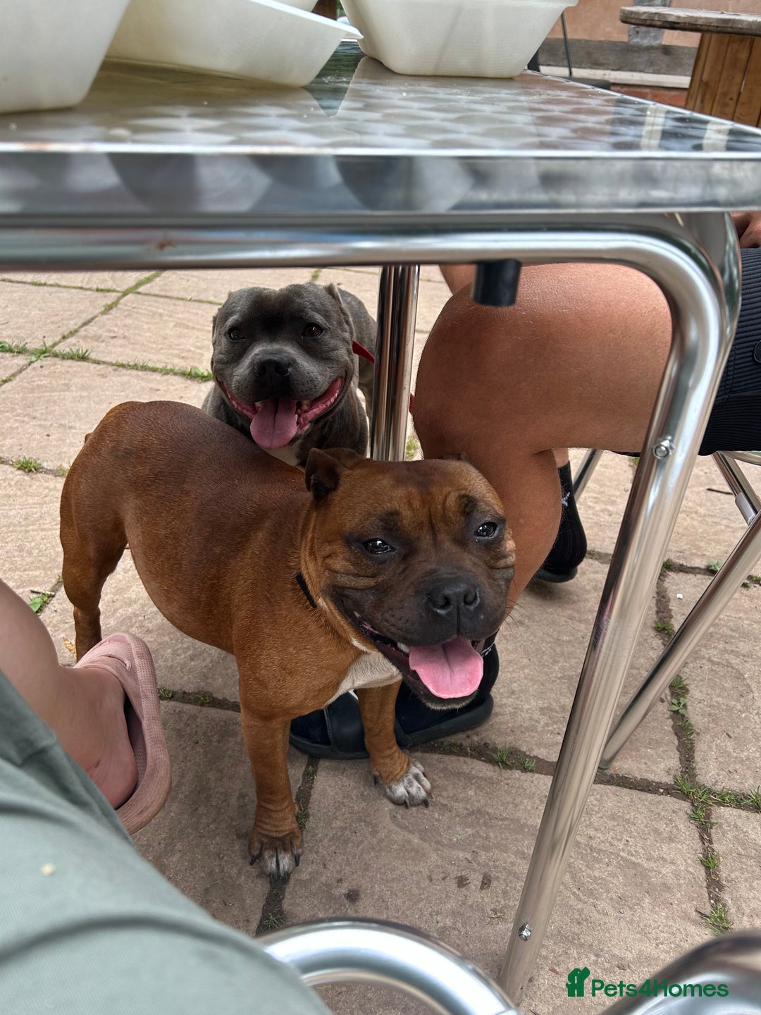 Staffordshire Bull Terrier dogs for sale: Outstanding boys ✨ - Advert 1